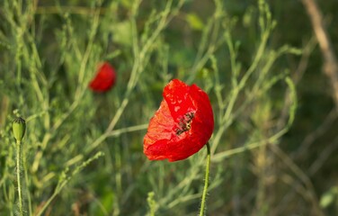 beautiful red poppy flowers on a field in summer