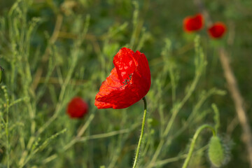 red poppy in a field
