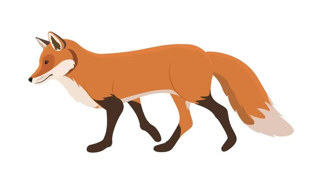 Fox Walking Animation, cycle animation, 2D loop animation on transparent background