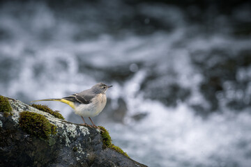yellow wagtail on a rock in the river