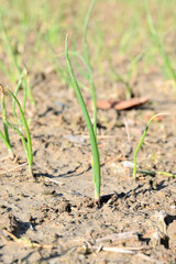closeup the ripe green onion plant growing in the farm soft focus natural green brown background.