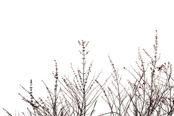 Dry grass field isolated on white background. Save with clipping path.