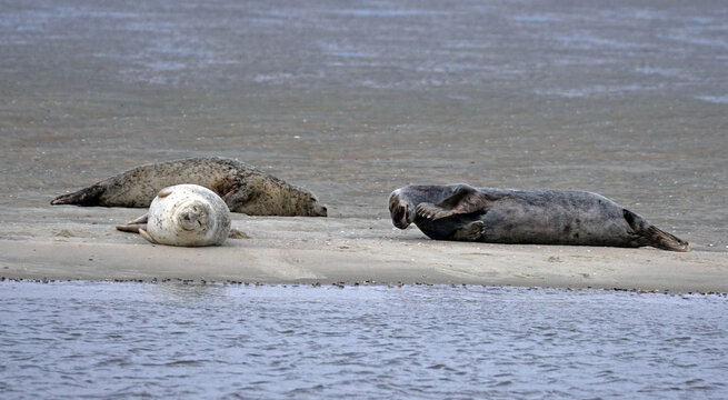 Seehunde und Kegelrobben vor Norderney