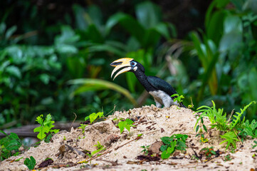 Tukan Thailand © Adrian