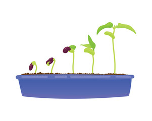 Vector illustration of the process of plant growth in a pot with soil. Concept of vegetable garden, eco-friendly plants, vegetables.