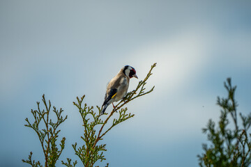 Stieglitz im Frühling
