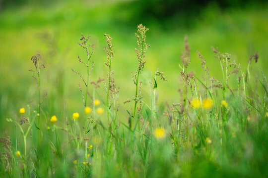 Sauerampfer in Bergwiese