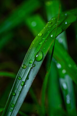 Wassertropfen auf Grashalm