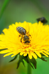 Biene auf Löwenzahnblüte