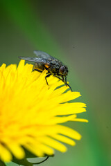 Fliege auf Blüte
