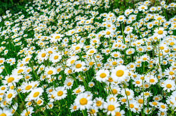 Chamomile flowers on field. Blooming daisies on the field in spring.