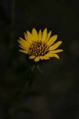 Flores Asteraceae reunidas en una inflorescencia llamada capítulo. 