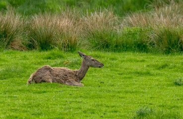 Female red deer lying in the grass
