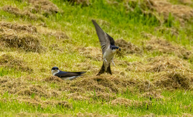 House Martin gathering cut grass for its nest
