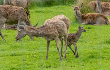 Herd of female red deer with a Bambi 