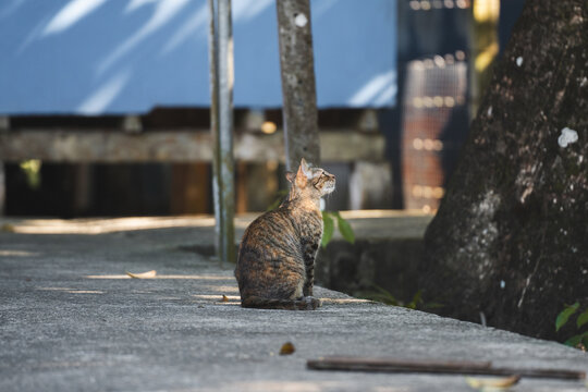 Stray cat basking in the Costa Rican sun