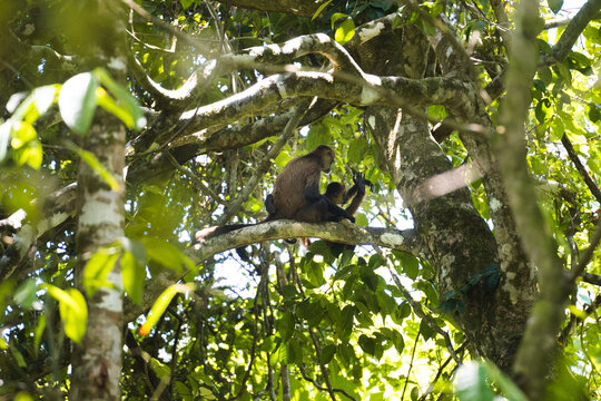 Capuchin monkey resting in Costa Rican forest