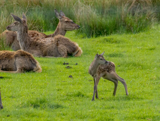 Herd of female red deer with a Bambi 