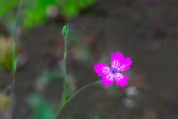 Izmir - Wild carnation flower (Dianthus Deltoides) on Yamanlar mountain