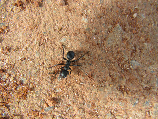 Black ant, walking across the red earth floor, dry and cracked, uneven soil, full of pebbles and piles of sand.