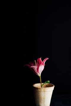 Elegant lily flower in a simple pot against dark backdrop