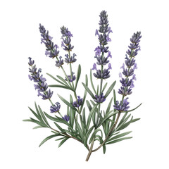 Obraz premium A close-up of fragrant lavender flowers in full bloom, isolated on a white background