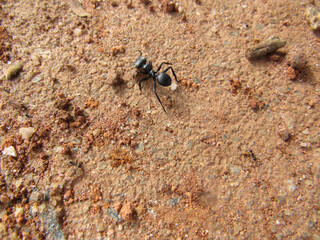 Black ant, walking across the red earth floor, dry and cracked, uneven soil, full of pebbles and piles of sand.