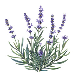 Fototapeta premium A bunch of isolated lavender flowers with vibrant purple blooms [fleur (French for flower)] against a white background