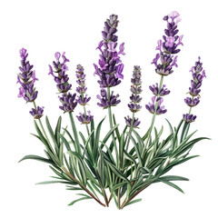 Naklejka premium A bunch of lavender flowers isolated on a white background, showcasing their purple and violet hues