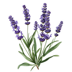 Obraz premium A bunch of fragrant purple lavender flowers isolated on a white background