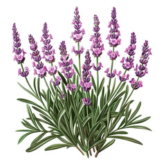 Obraz premium A close-up of a vibrant bouquet of purple and pink wildflowers in full bloom