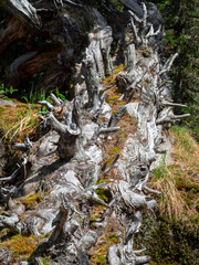 fallen trunk of an old cedar tree, covered with moss and lichen