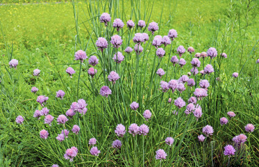 summer time. blooming clover on a meadow among grass