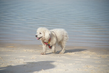 dog playing on the beach