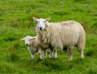 sheep and lamb in the grassy meadow