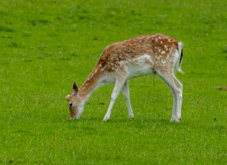 Herd of fallow deer grazing in a green field