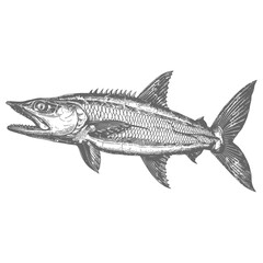Barracuda animal full with old engraving sketch style