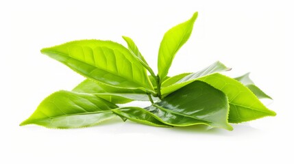 Obraz premium Fresh green tea leaves isolated on a white background.