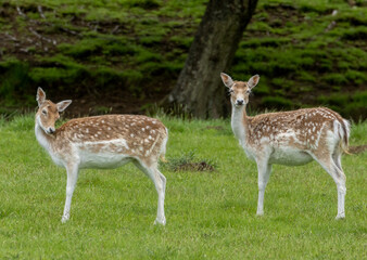Herd of fallow deer grazing in a green field