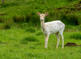 Herd of fallow deer grazing in a green field