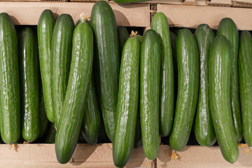 Boxes full of green cucumbers, close-up, top view. Advertising cucumbers in a store. Pattern of juicy delicious cucumbers. Natural food, diet food