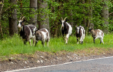 Wild feral scottish mountain goats in the forest