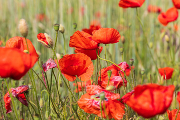 Colorful poppy flowers. Red and purple flowers. Green poppies.