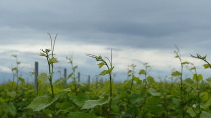 Obraz premium Grapevine plant with tendrills 