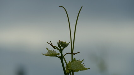 Grapevine plant with tendrills 