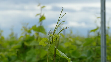 Grapevine plant with tendrills 