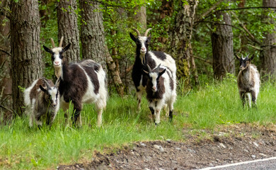 Wild feral scottish mountain goats in the forest