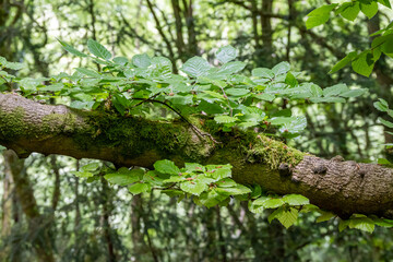 branch of a beech tree