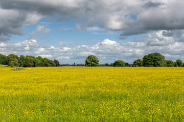 wildflower meadow