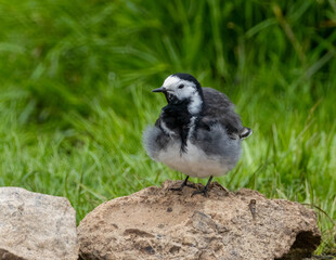 Juvenile pied wagtail with fluffy plumage feathers